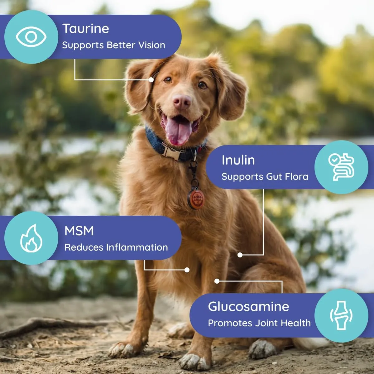 Dog Electrolytes and Joint Supplement | Glucosamine, Chondroitin & MSM for Inflammation and Mobility Support | Electrolytes for Dogs with Prebiotics | Variety Flavor Pack | 32 Packets