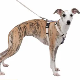 Escape-Proof Dog Harness and Leash Set - Eco-Friendly RPET Webbing, Matte Alloy Buckles & POM Quick-Release, Lightweight No-Pull Vest for Large Dogs