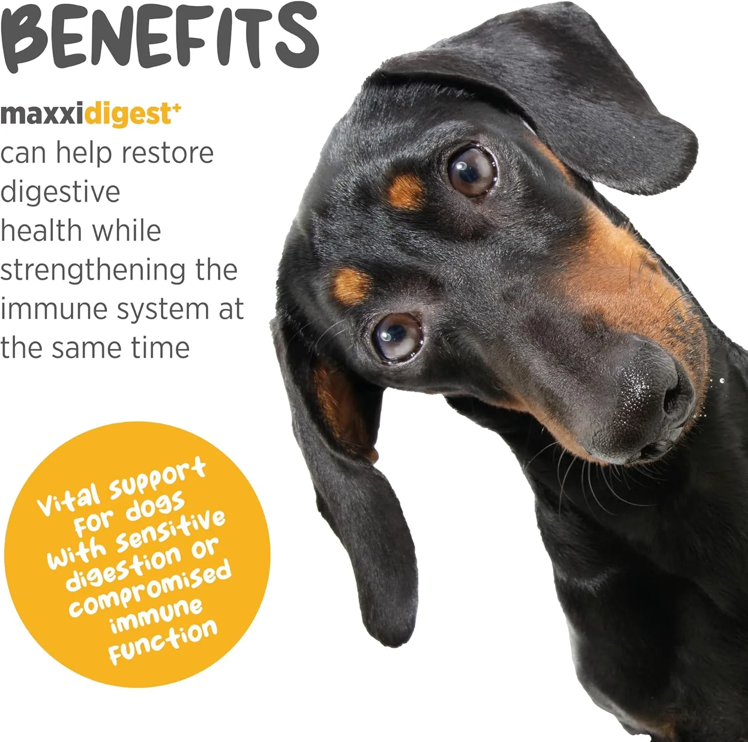 maxxipaws maxxidigest  Prebiotic & Probiotic for Dogs 13.2oz | Dog Probiotic Powder with Advanced Digestive Enzymes for Gut Health & Immunity | Supports Digestion, Food Sensitivities & Itchy Skin
