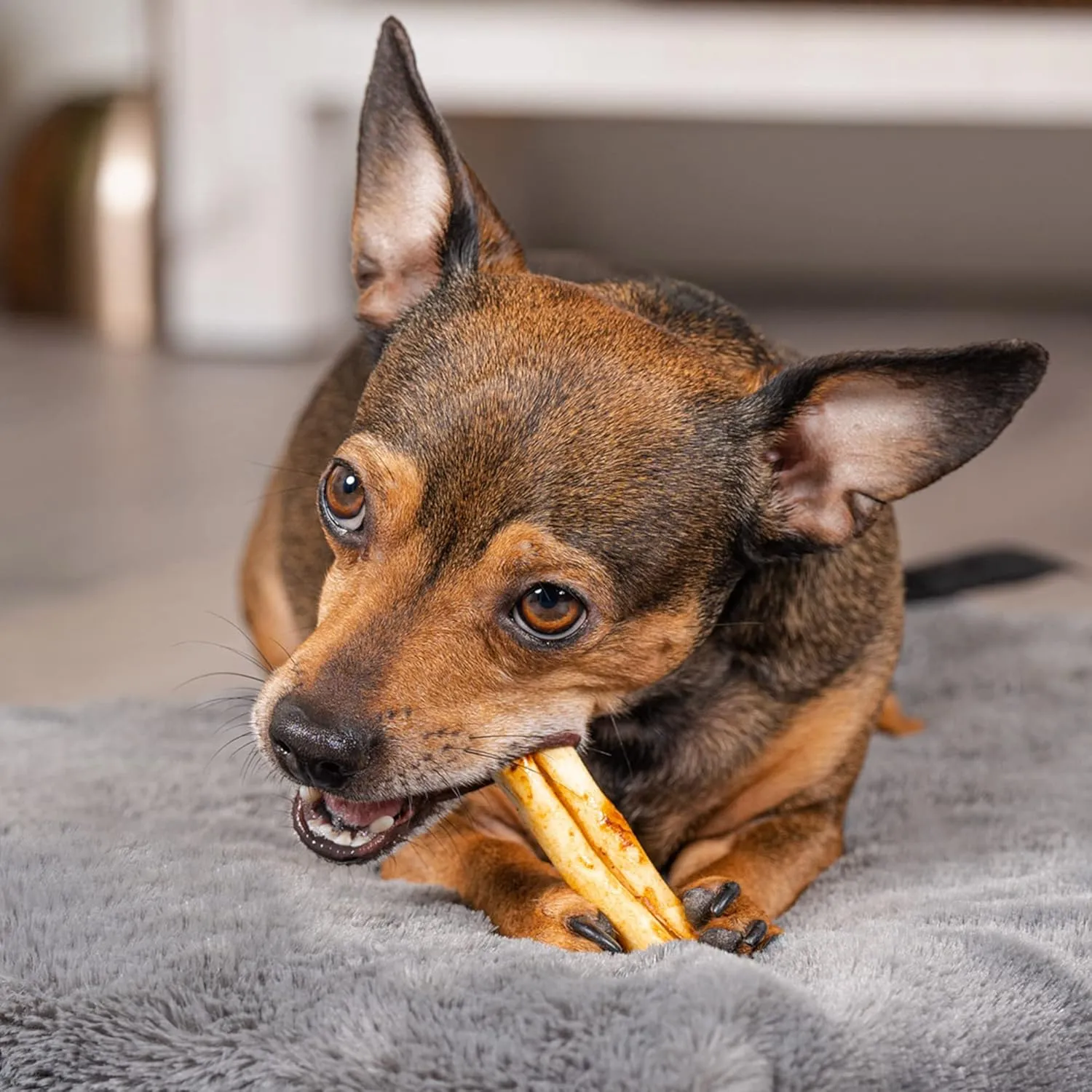 Pet Factory American Beefhide 3" Mini Rolls Dog Chew Treats - Chicken Flavor, 40 Count/1 Pack