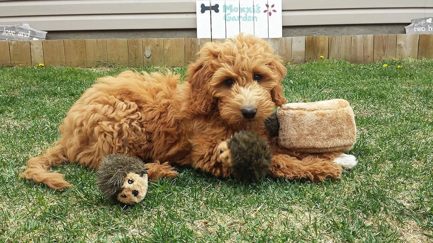 ZippyPaws Burrow- Interactive Dog & Puppy Toys for Boredom, Stimulating Pet Products to Keep them Busy, Hide & Seek Plush Dog Puzzles, Squeaky Toy for Enrichment, For Small & Medium Dogs- Hedgehog Den