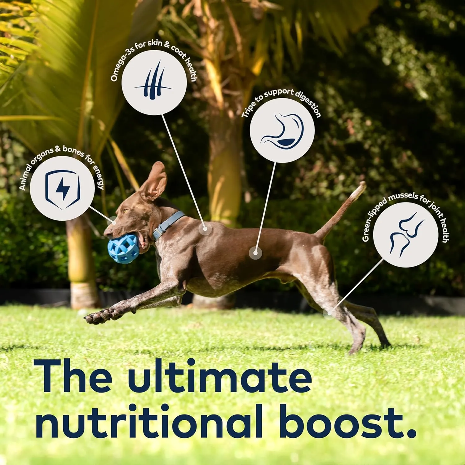 ZIWI Peak Air-Dried Dog Food  Lamb - All Natural, High Protein, Grain Free, Limited Ingredient w/ Superfoods (35.2oz)